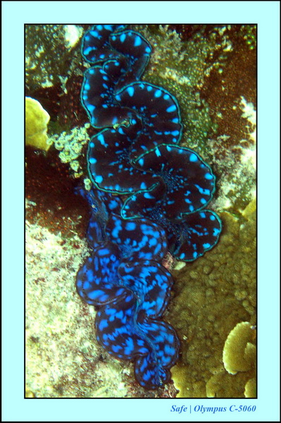 2005 - 08 - Redang  - 081.JPG